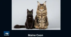 Maine Coon -kissat: Täydellinen opas hoitoon, ravitsemukseen ja kaikkeen, mitä sinun tulee tietää
